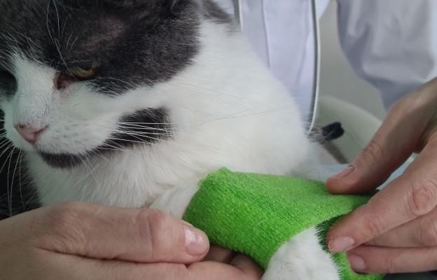 «Котка: Вашият наръчник и първа помощ» – илюстрация 2